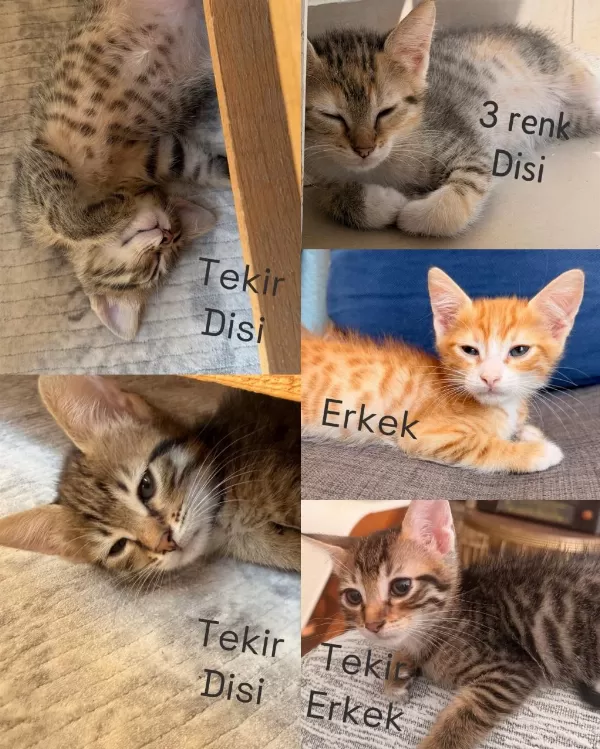 Yavru Kedilerimiz Yuvalarını Arıyor
