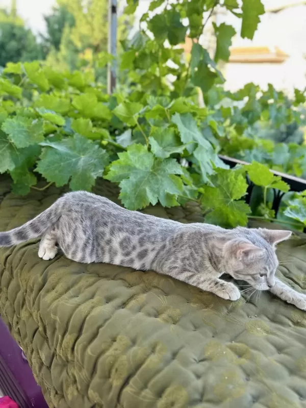 Silver Bengal Kedisi 3 Aylık