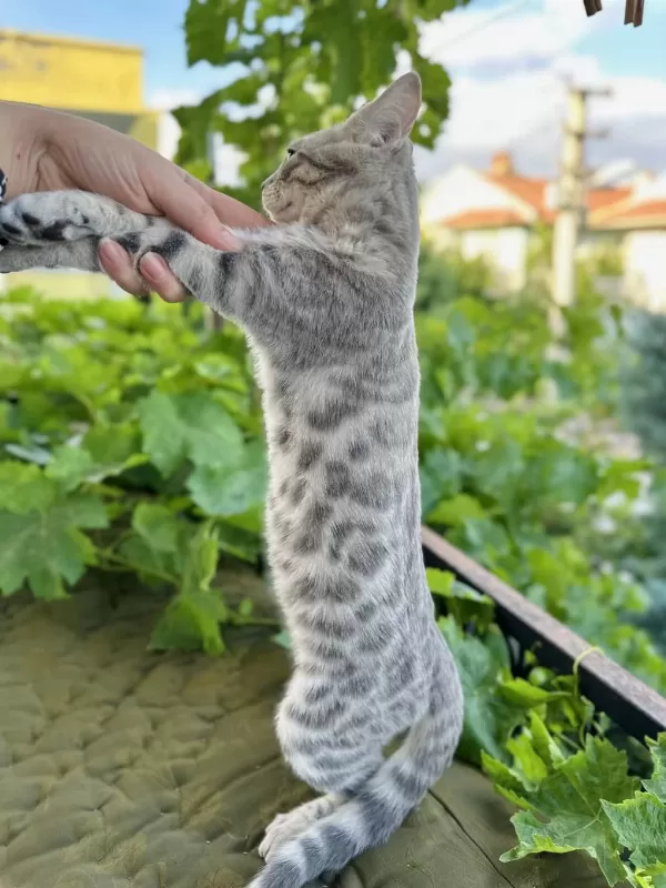 Silver Bengal Kedisi 3 Aylık