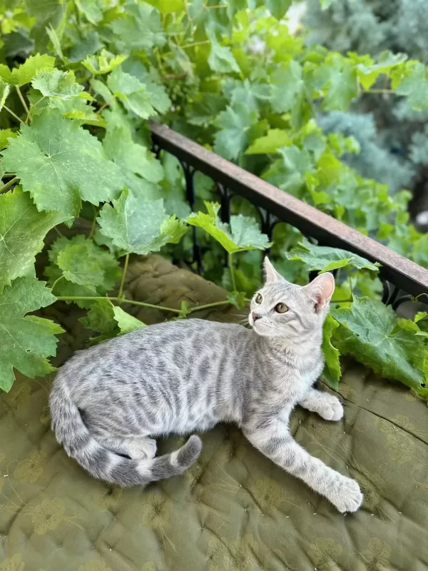 Silver Bengal Kedisi 3 Aylık