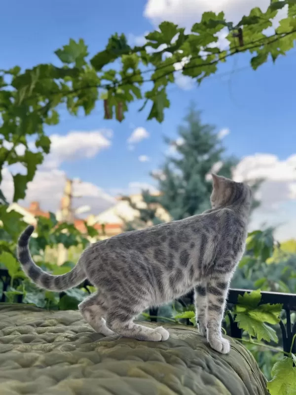 Silver Bengal Kedisi 3 Aylık