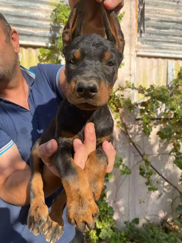 A Şecereli Anne Ve Babadan Üst Düzeyde Kaliteli Dobermanlar
