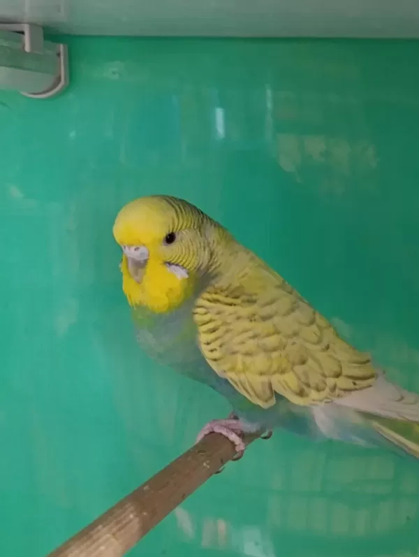 Toplu Jumbo Yerli Rainbow Yavru Yetişkin Muhabbet