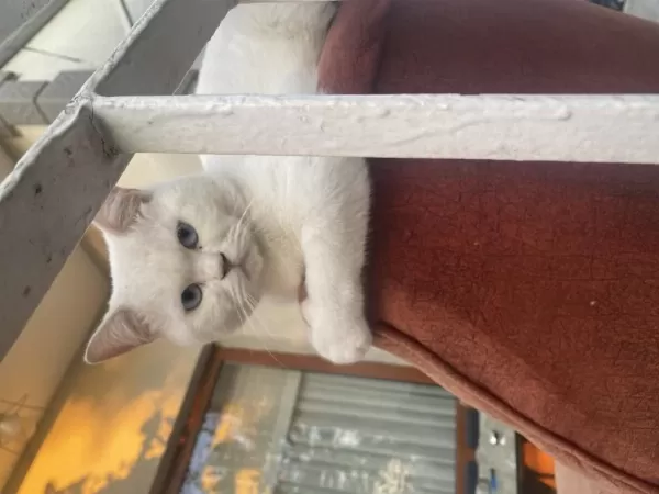 Kedimizin Tam Olarak Cinsini Bilmiyorum