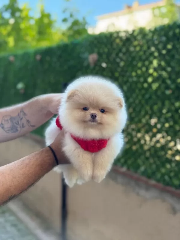 Sağlik Ve İrk Garantili Pomeranian