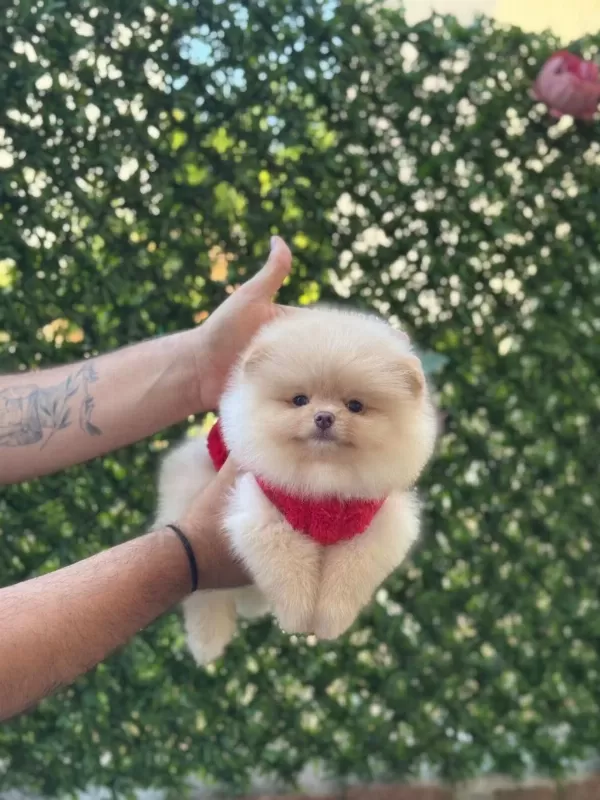 Sağlik Ve İrk Garantili Pomeranian