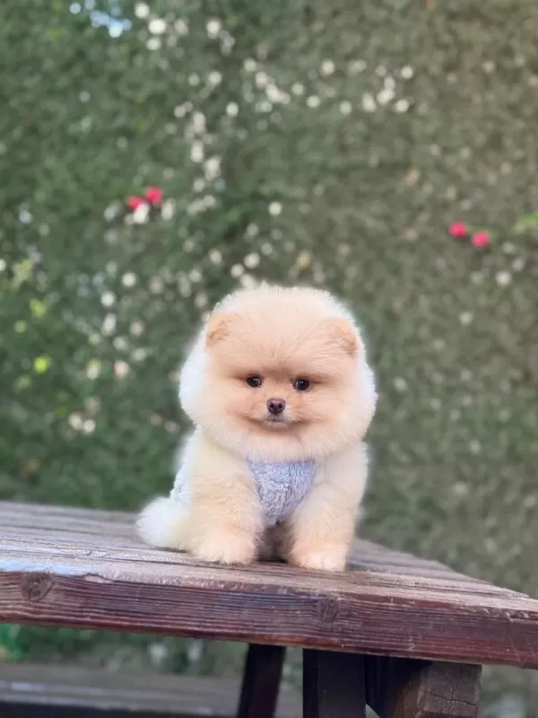 Sağlik Ve İrk Garantili Pomeranian Köpeği