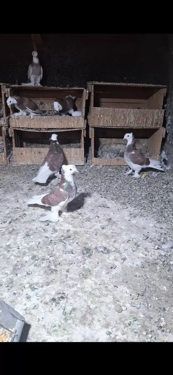 Harika Alalar Erkek Dişi Yavru Damızlık Güvercin