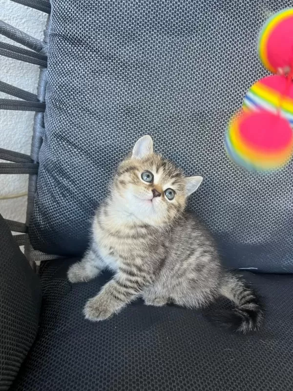 British Shorthair Tabby Erkek