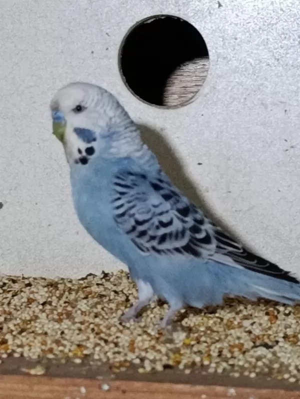 Harika Bebek Muhabbet Kuşu