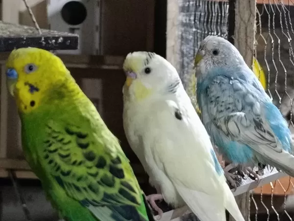 Harika Bebek Muhabbet Kuşu