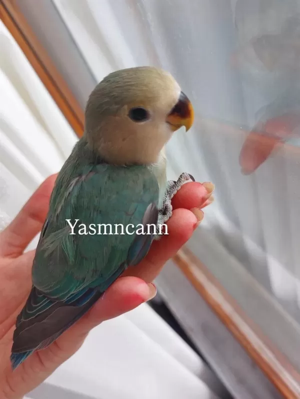 Yavru Sevda Papağanı
