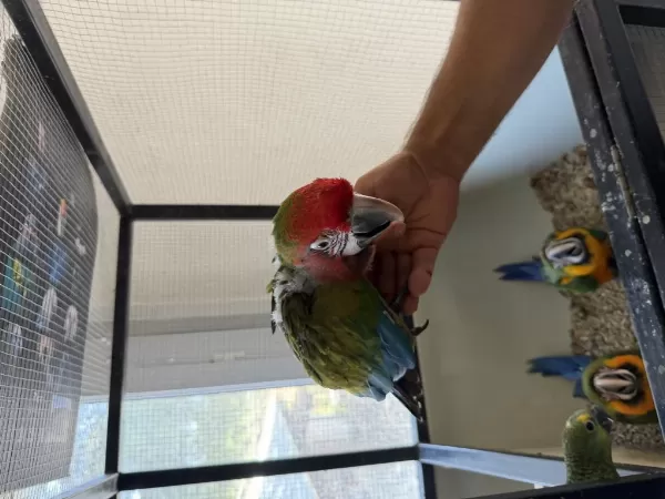 Resmi Belgeli Calico Macaw Papağanı El Besleme Yavru