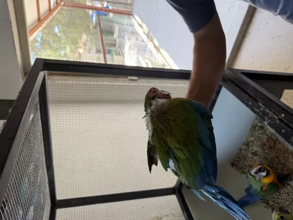 Resmi Belgeli Calico Macaw Papağanı El Besleme Yavru