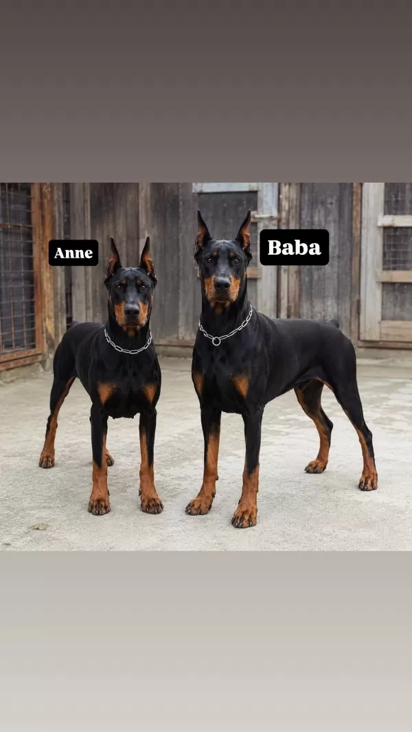 Şampiyonun Aşili Doberman Yavrulari