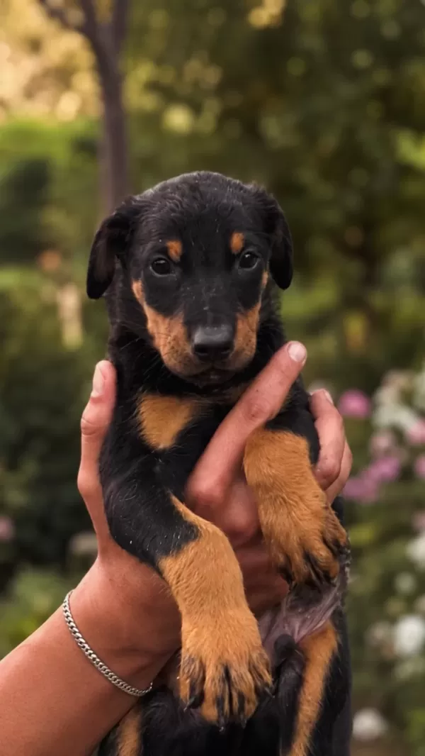 Şampiyonun Aşili Doberman Yavrulari