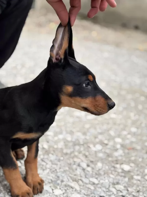 Şampiyonun Aşili Doberman Yavrulari