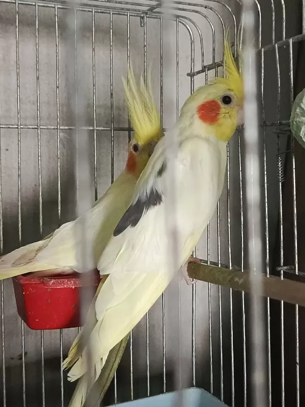 Tecrübeli Takım Yumurtalı Yavrulu Sultan Papağanı