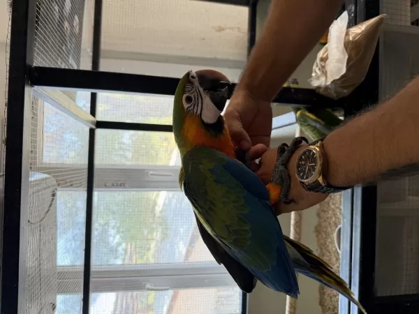 Resmi Belgeli Yavru Catalina Hibrit Macaw Papağanı