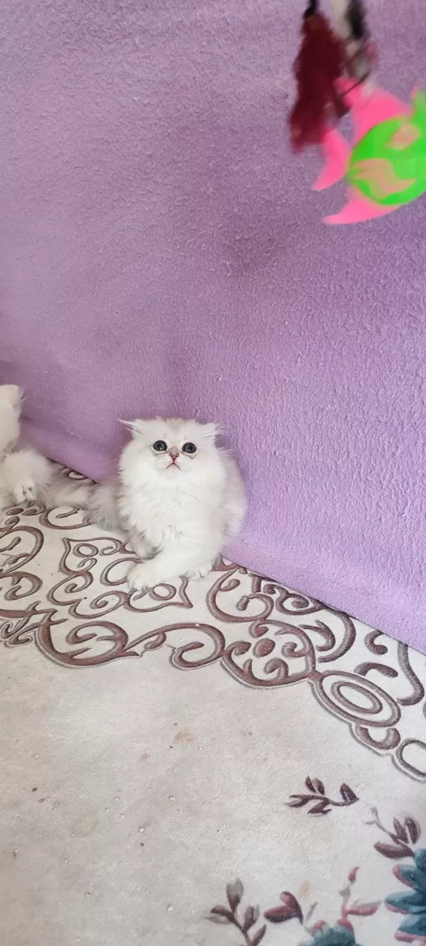 Scottish Fold Longhair Dişi