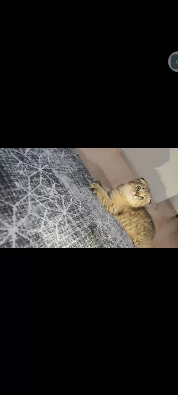 Scottish Fold Kedisi
