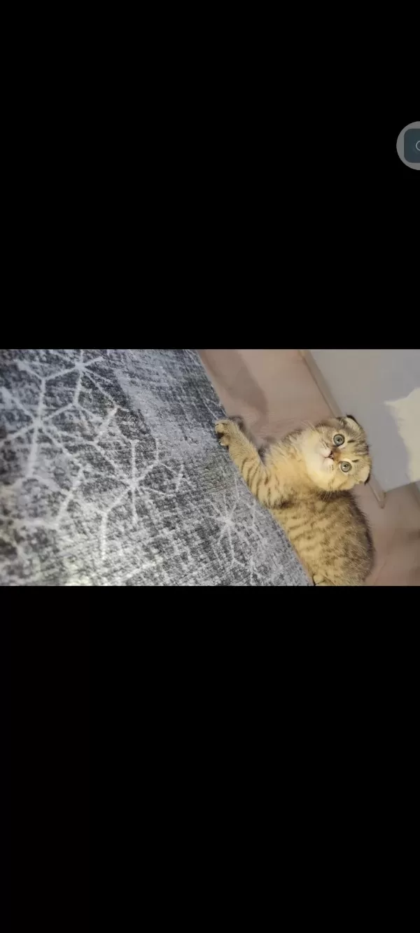Scottish Fold Kedisi