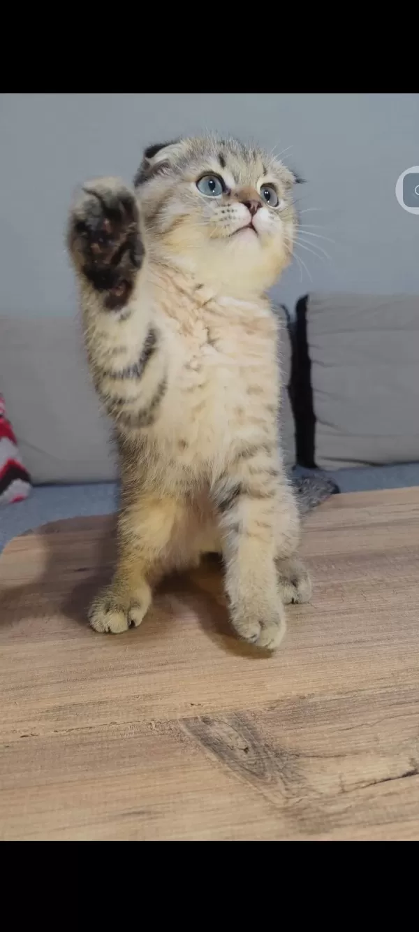Scottish Fold Kedisi