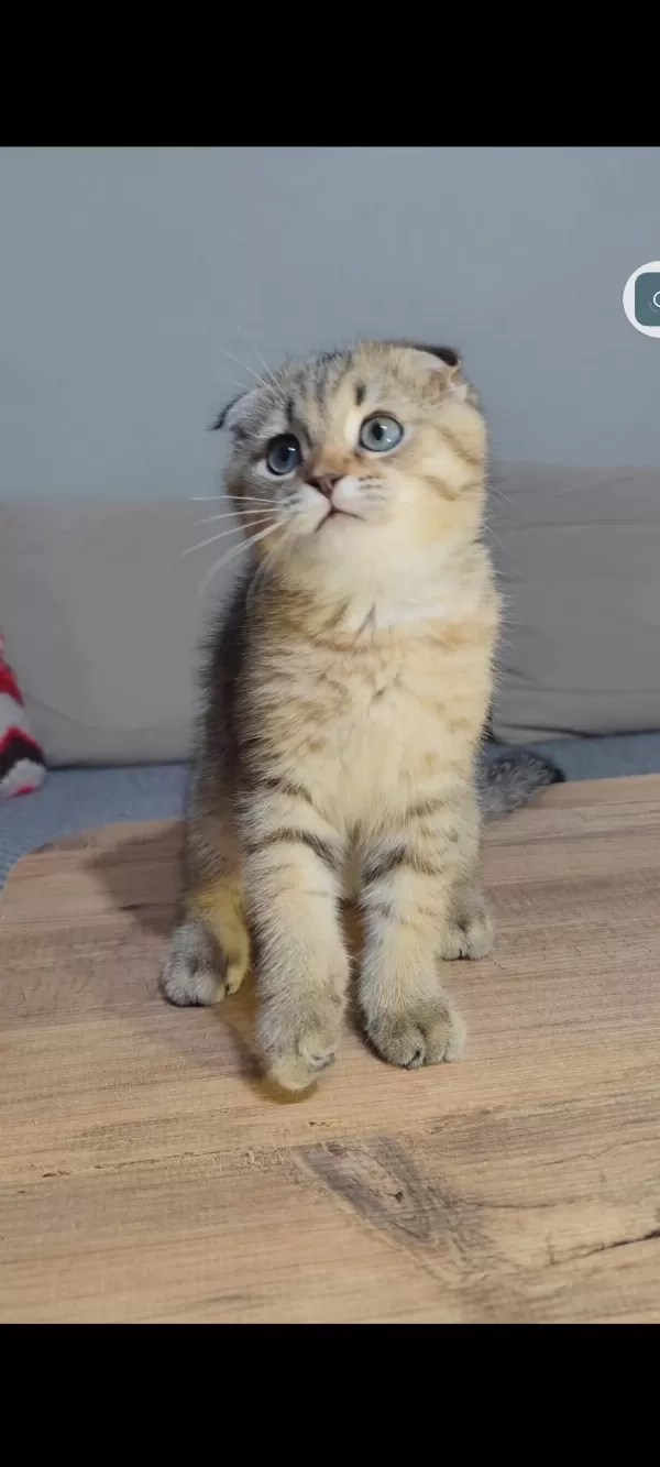 Scottish Fold Kedisi