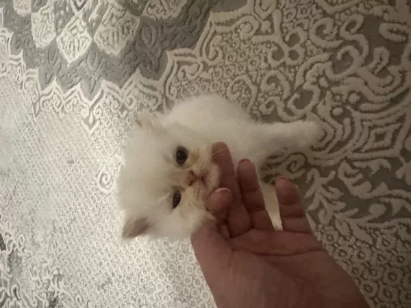 Boncuk Bebek Kediler