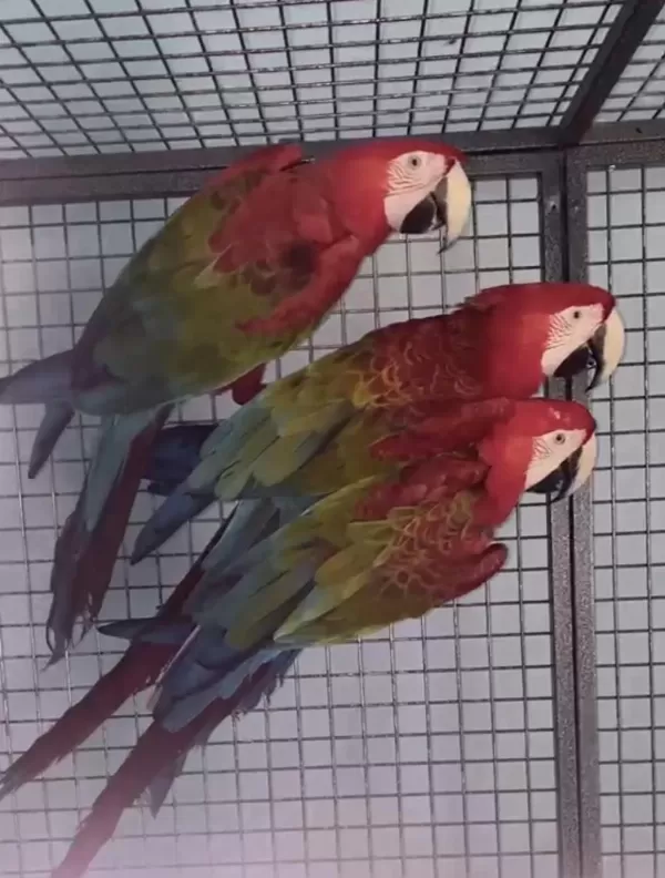 Resmi Belgeli Yavru Kırmızı Macaw Papağanları