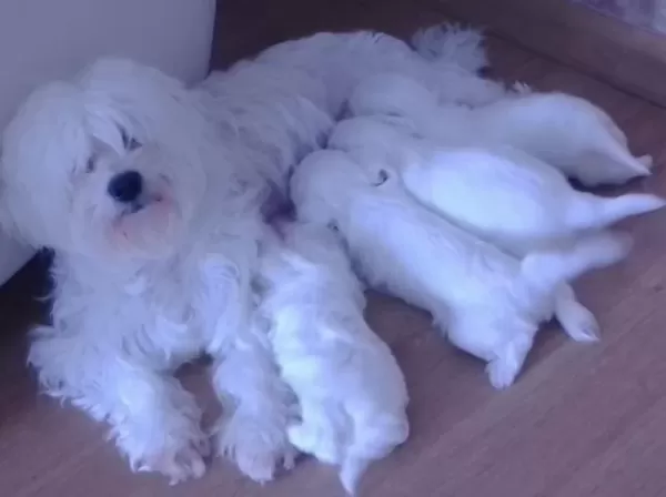 En Tatli Terrier Bebekler
