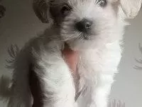 En Tatli Terrier Bebekler