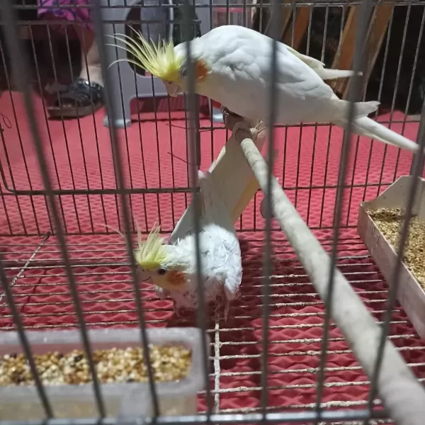 Hazır Takım Sultan Papağanı