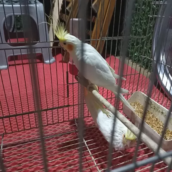 Hazır Takım Sultan Papağanı