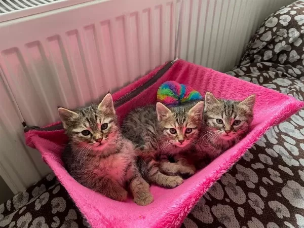 Minik Yavru Kediye Ömürlük Yuva (tuvalet Eğitimli)