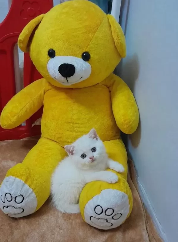 Yakışıklı Prens Kediler