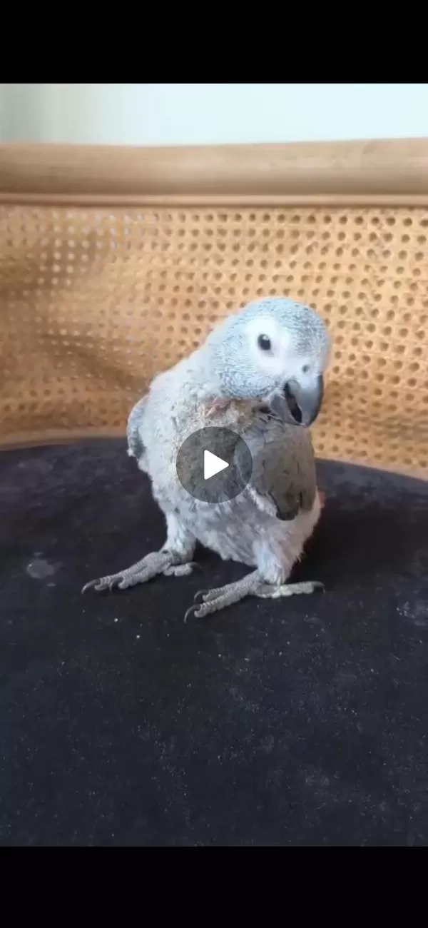 El Besleme Jako Papağani