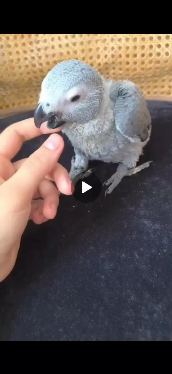 El Besleme Jako Papağani
