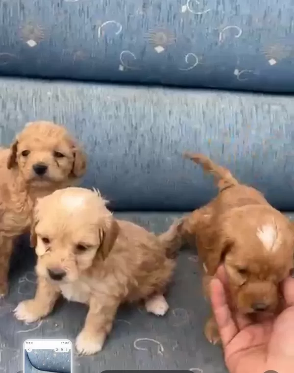 Tuvalet eğitimli minyatür minnaklarım