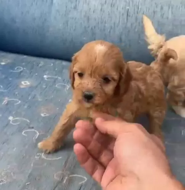 Tuvalet eğitimli minyatür minnaklarım
