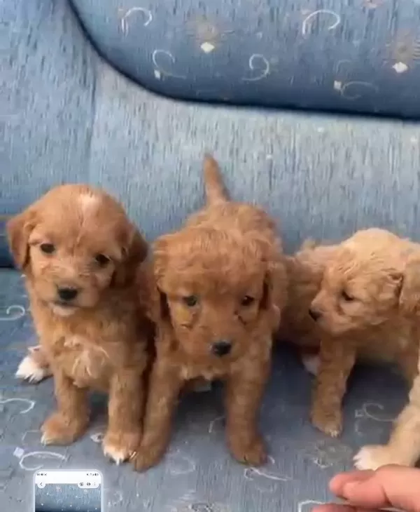 Tuvalet eğitimli minyatür minnaklarım