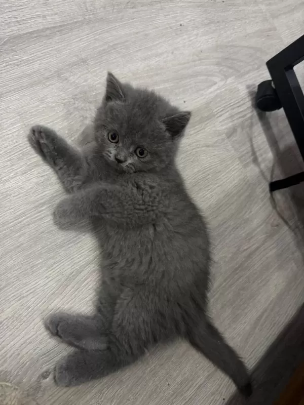 British Shorthair Erkek Yavrularimiz