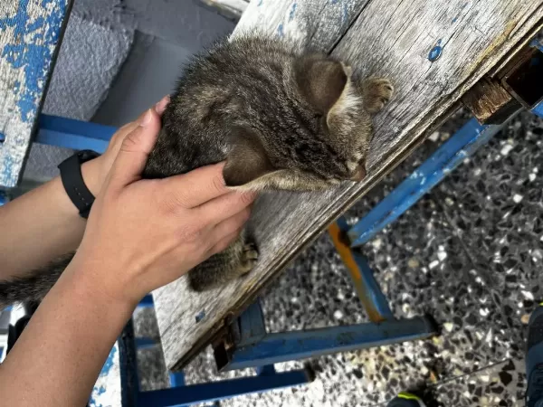 1 Aylık Sokak Kedisi
