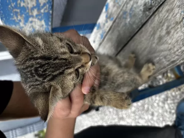 1 Aylık Sokak Kedisi