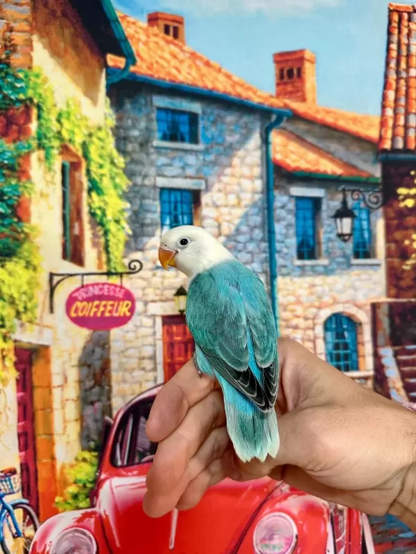 Cennet Papağani Yavrular Üst Mutasyon