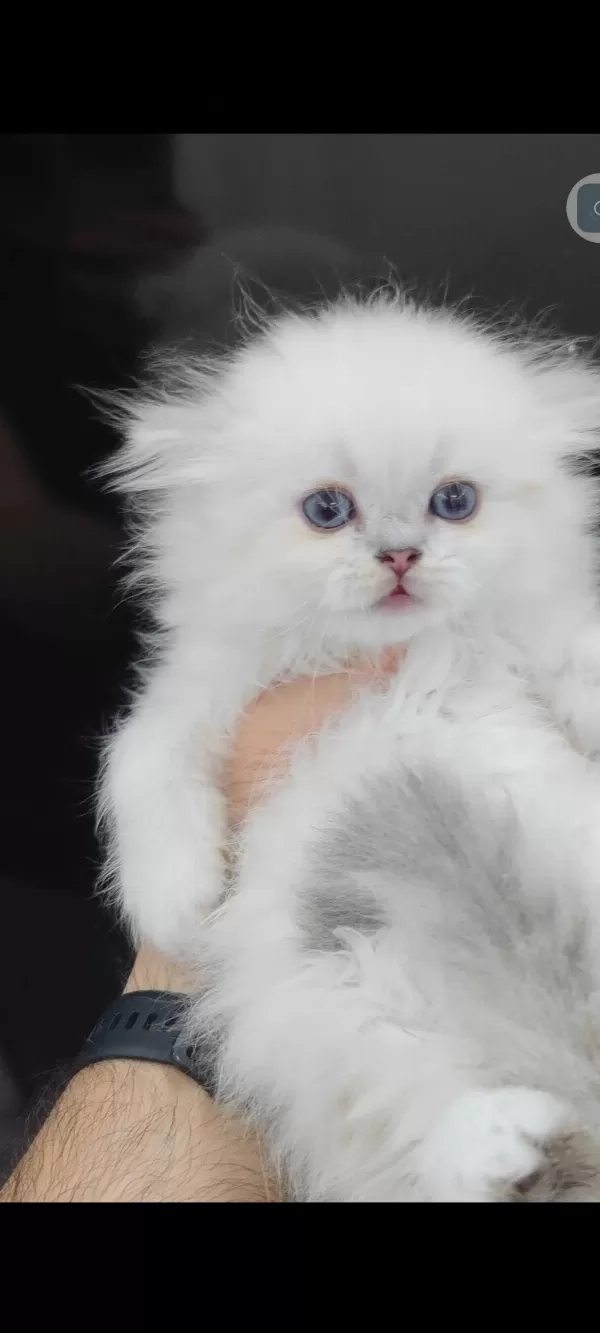 British Longhair Kedisi
