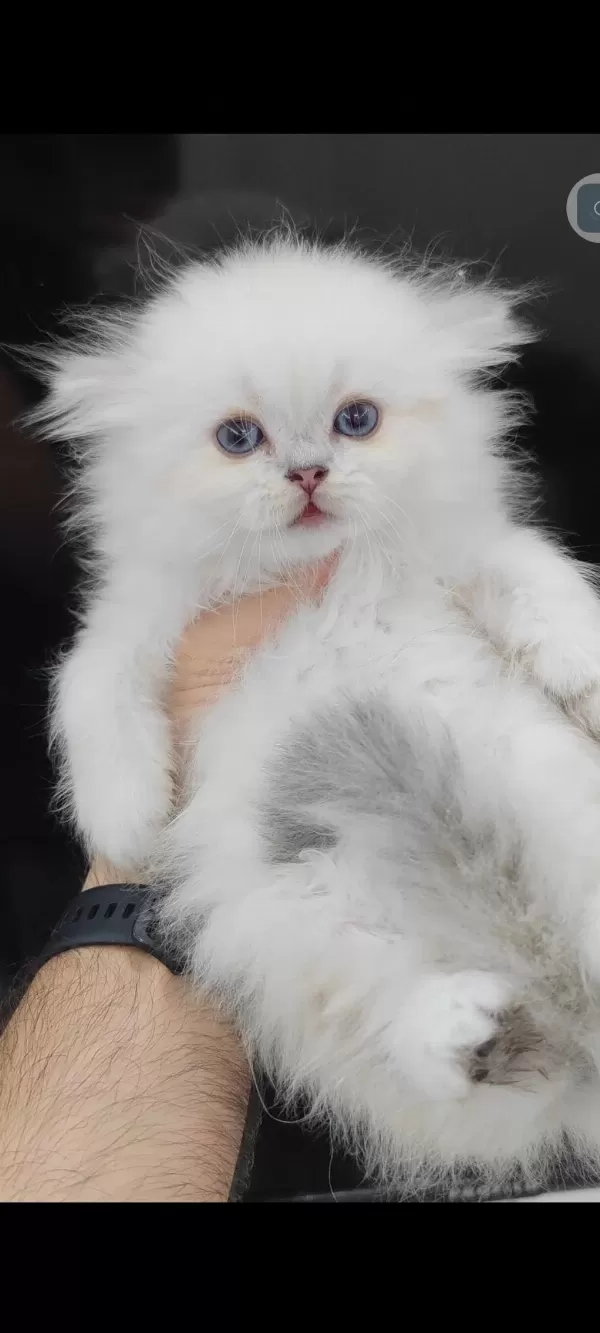 British Longhair Kedisi