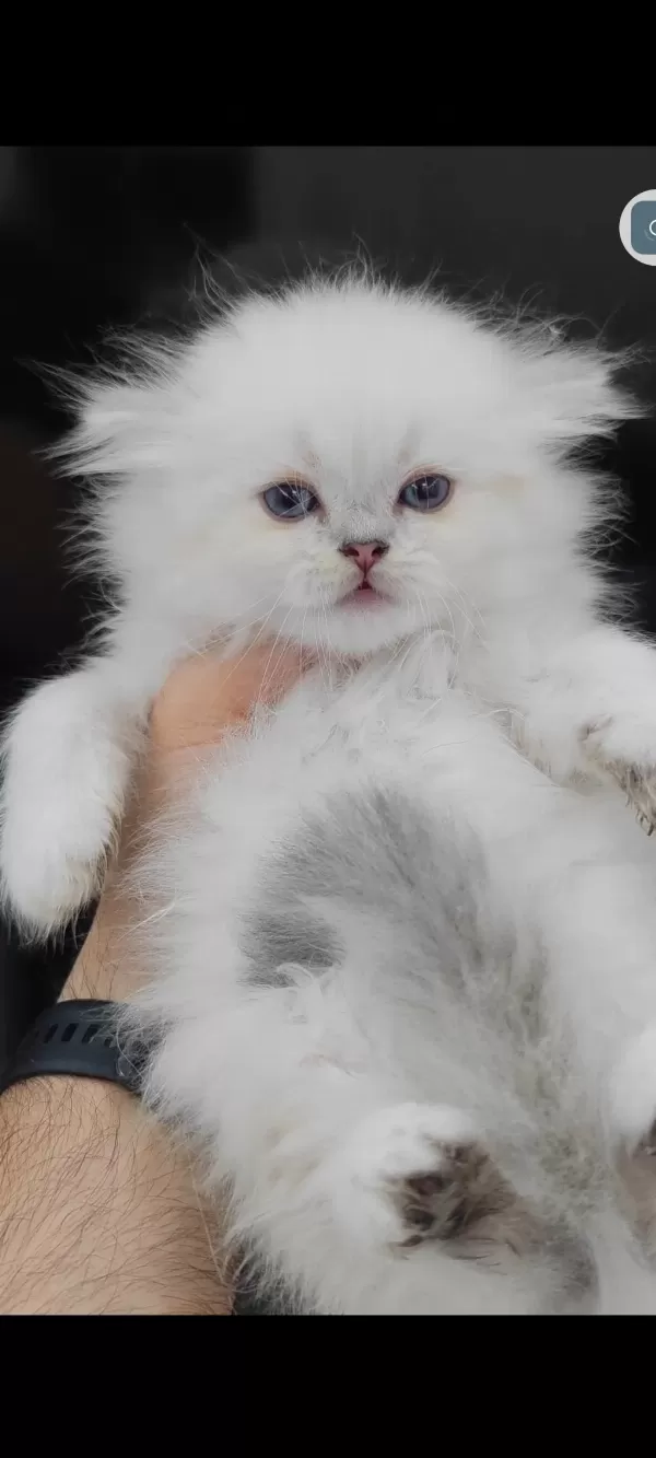 British Longhair Kedisi