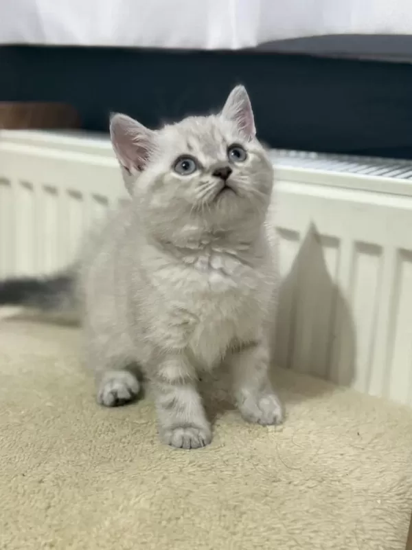 Uygun British Shorthair Mavi Gözlü Son Bebekler