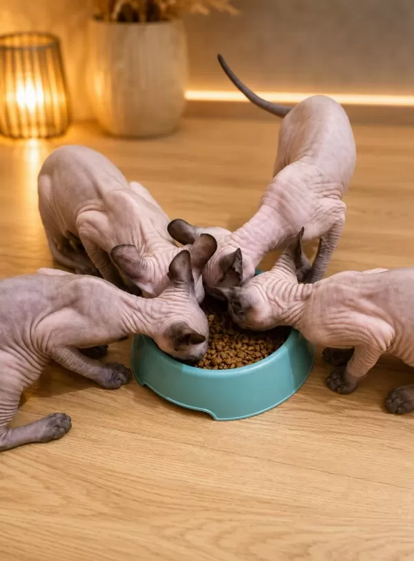 Safkan Sfenks (sphynx/canadian Sphynx) Yavruları